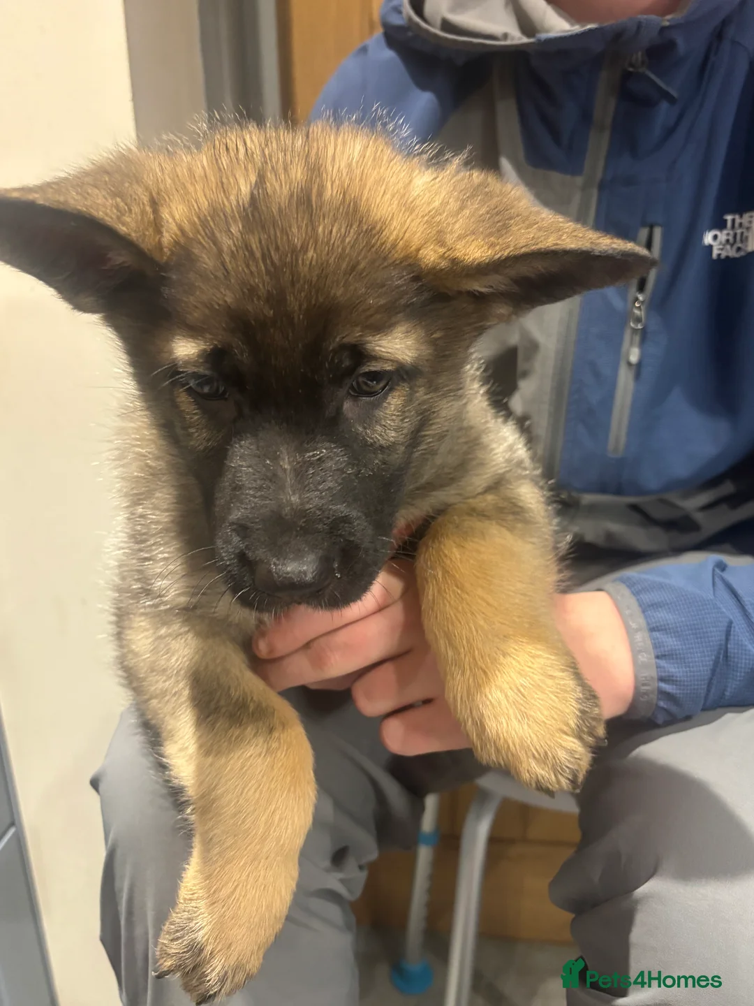German Shepherd dogs for sale: Beautiful German Shepard puppies - Advert 12