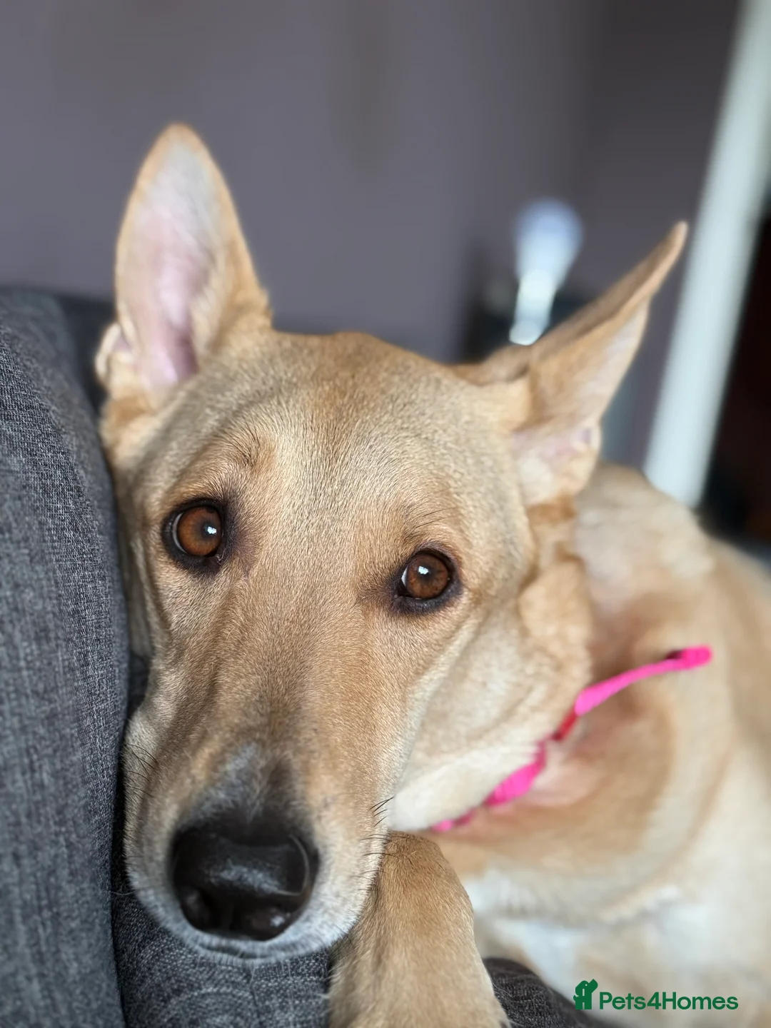 German Shepherd dogs for sale: URGENT REHOMING – FEMALE GERMAN SHEPHERD 🐾 - Advert 3