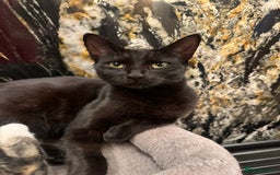 Mixed Breed cats for sale: ✨ Adorable Kittens Looking for Loving Homes ✨ - Image 8