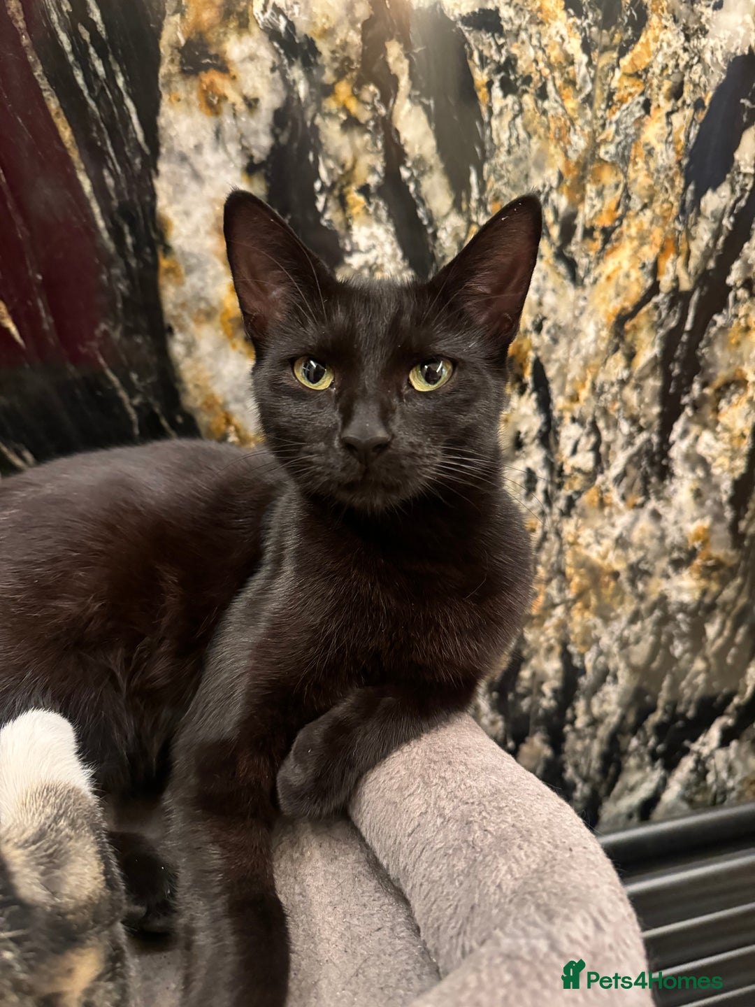 Mixed Breed cats for sale: ✨ Adorable Kittens Looking for Loving Homes ✨ - Image 8