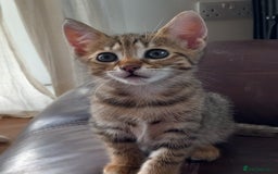 Mixed Breed cats for sale: Kittens F5 savannah - Image 18