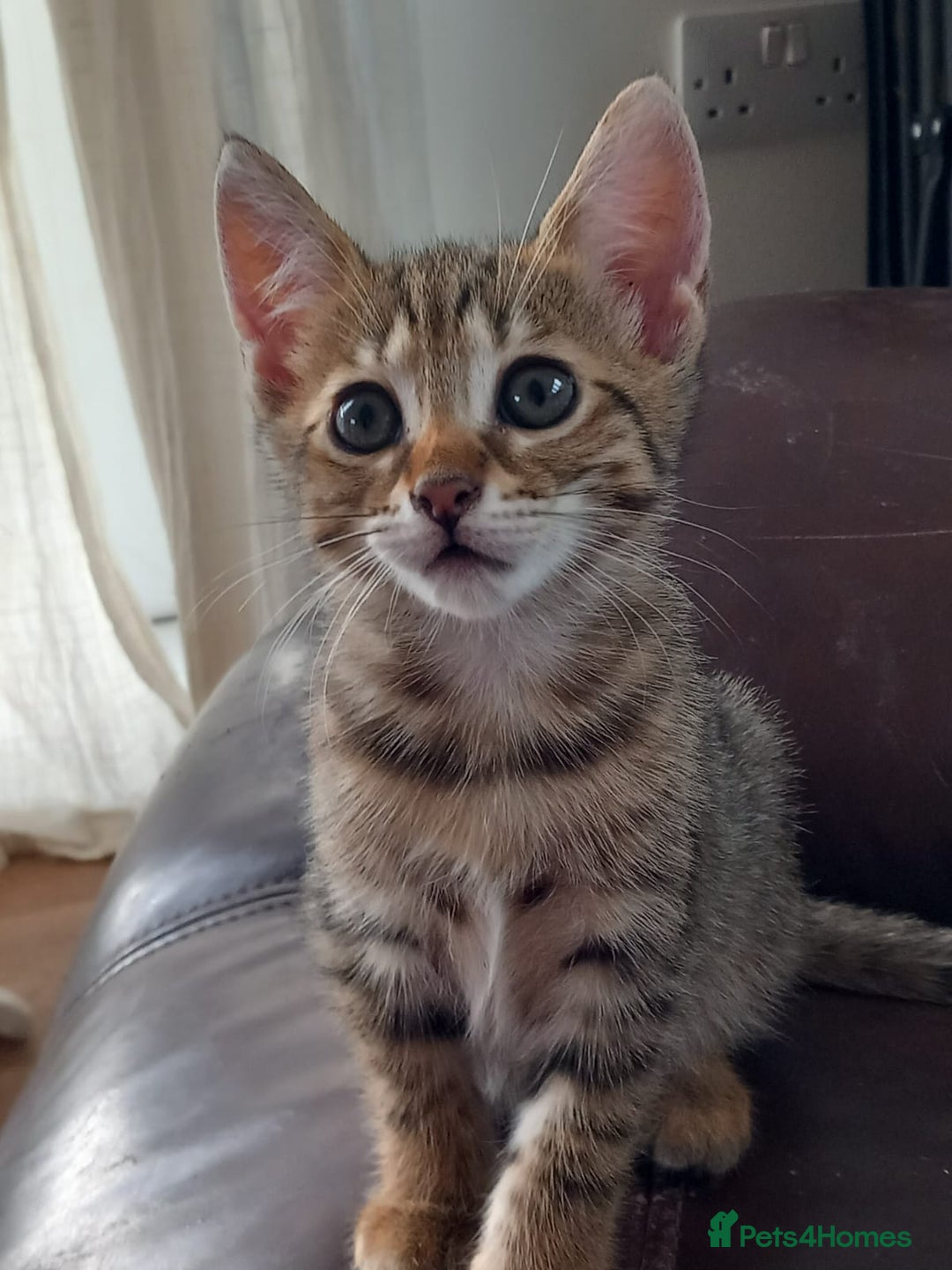 Mixed Breed cats for sale: Kittens F5 savannah - Image 18