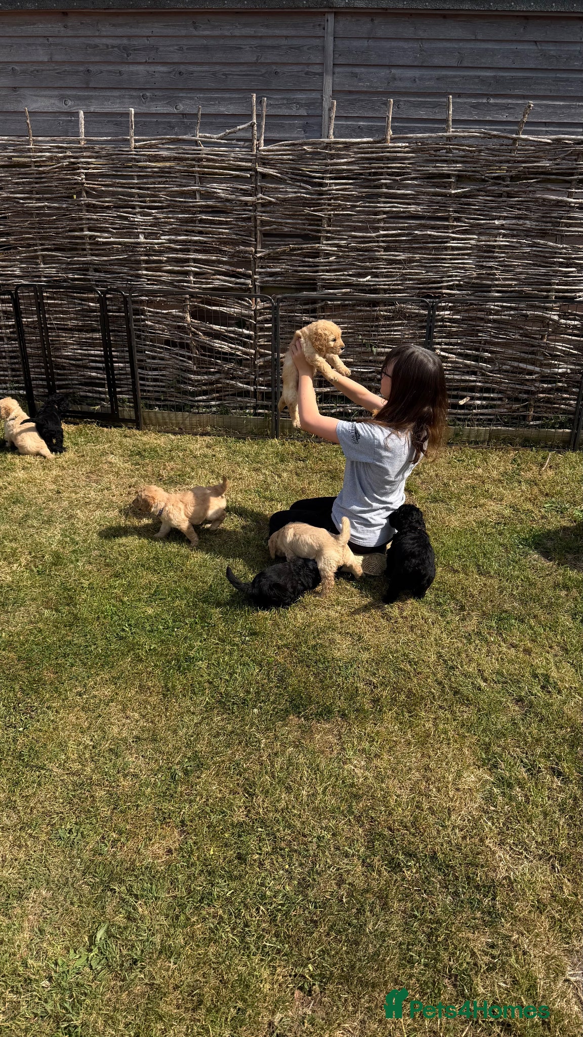 Goldendoodle dogs for sale: Beautiful Litter of Golden Doodles - Advert 5