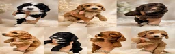 Cockapoo dogs for sale: Beautiful F1 cockapoo puppies  - Advert 2