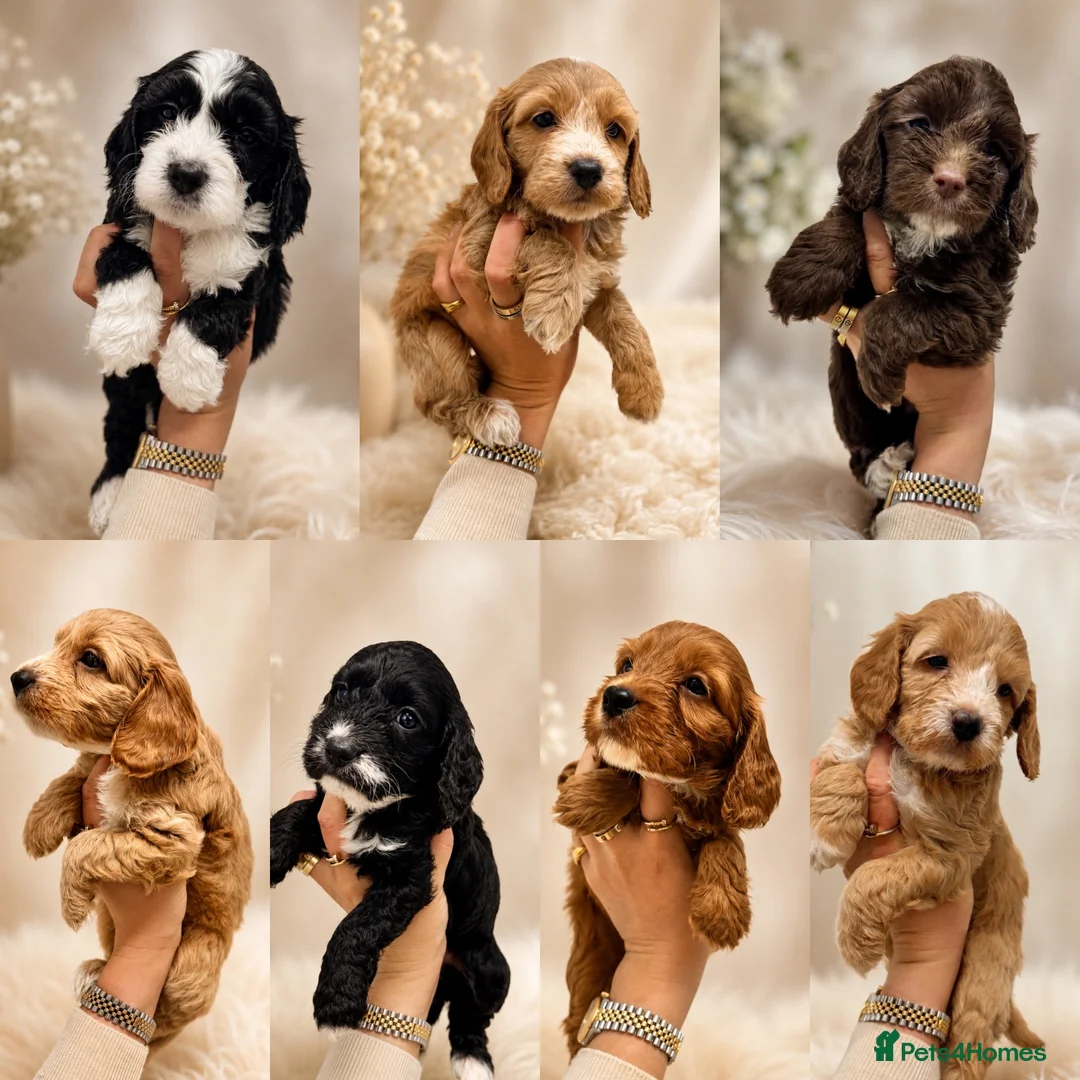 Cockapoo dogs for sale: Beautiful F1 cockapoo puppies  - Advert 2