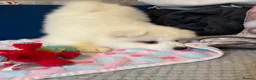 Samoyed dogs for sale: 🐾puppies are ready for new happy homes🐾 - Advert 14