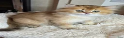 British Longhair cats for sale: British Longhair Kittens – Champion Lines ✨ - Advert 4
