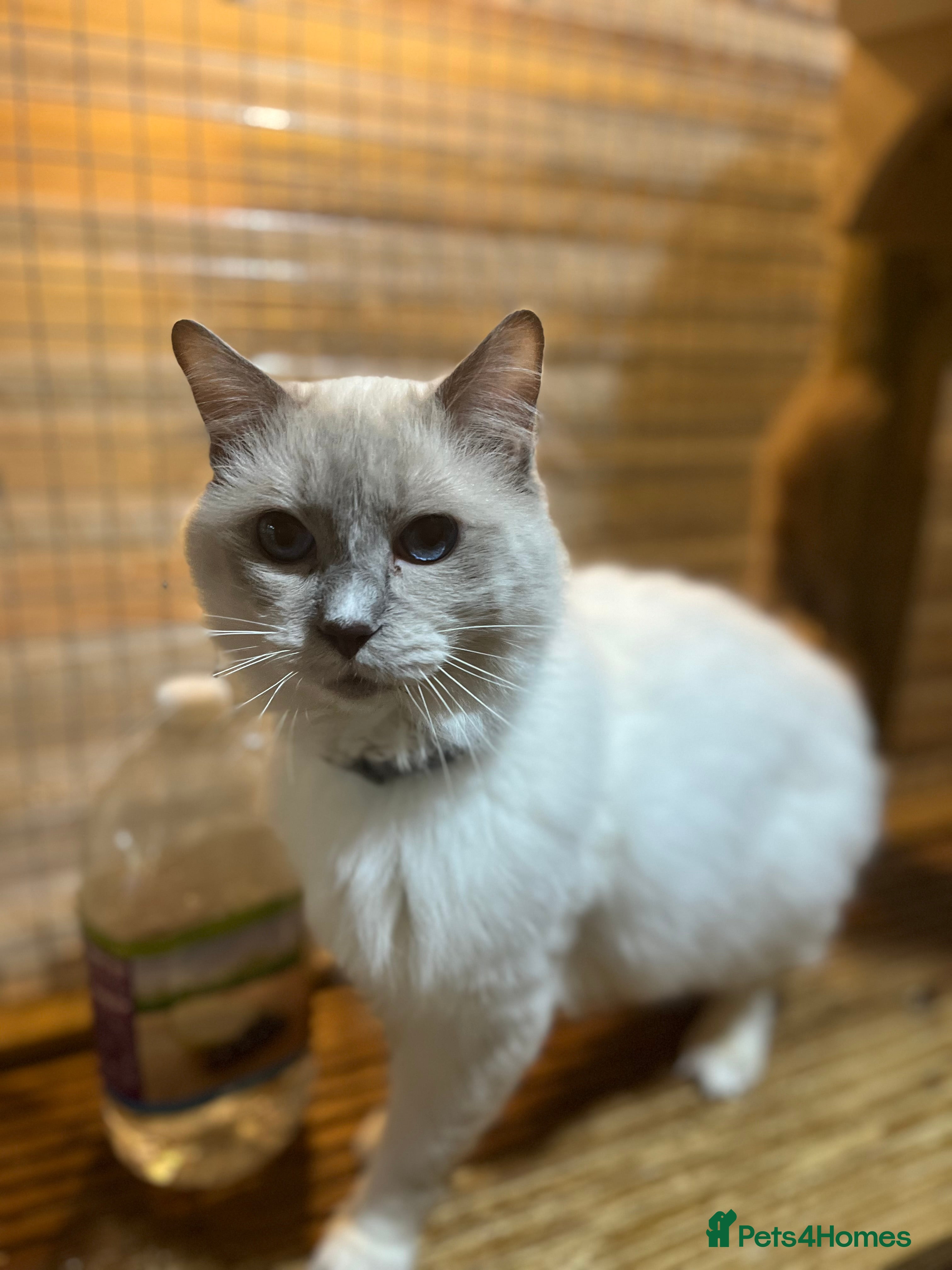 Ragdoll cats GCCF lilac ragdoll male for Stud  - Advert 4