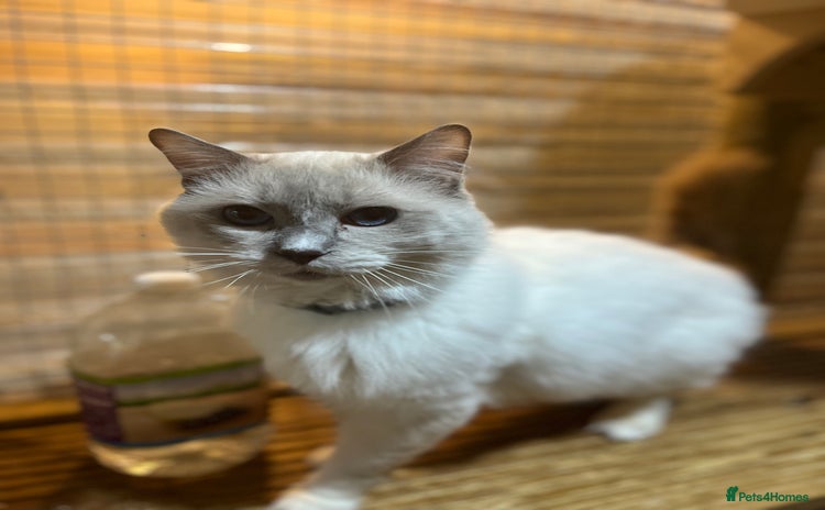 Ragdoll cats - Advert 9