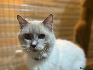 Ragdoll cats - Advert 28