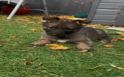German Shepherd dogs for sale: German Shepherd Puppies, Ready to leave next week - Image 32