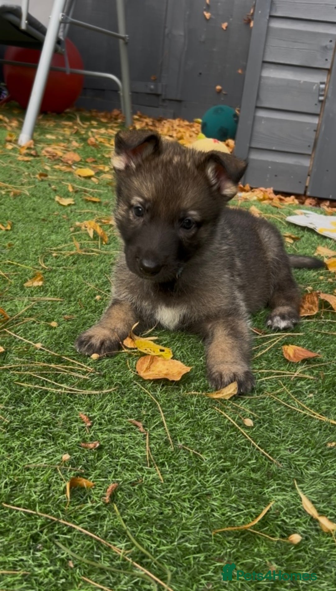 German Shepherd dogs for sale: German Shepherd Puppies, Ready to leave next week - Image 32