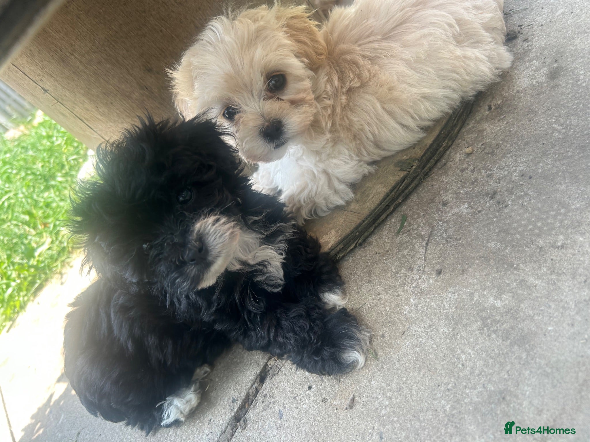 Maltipoo dogs 🌟 **Adorable Maltipoo Puppies!** 🌟  - Advert 1