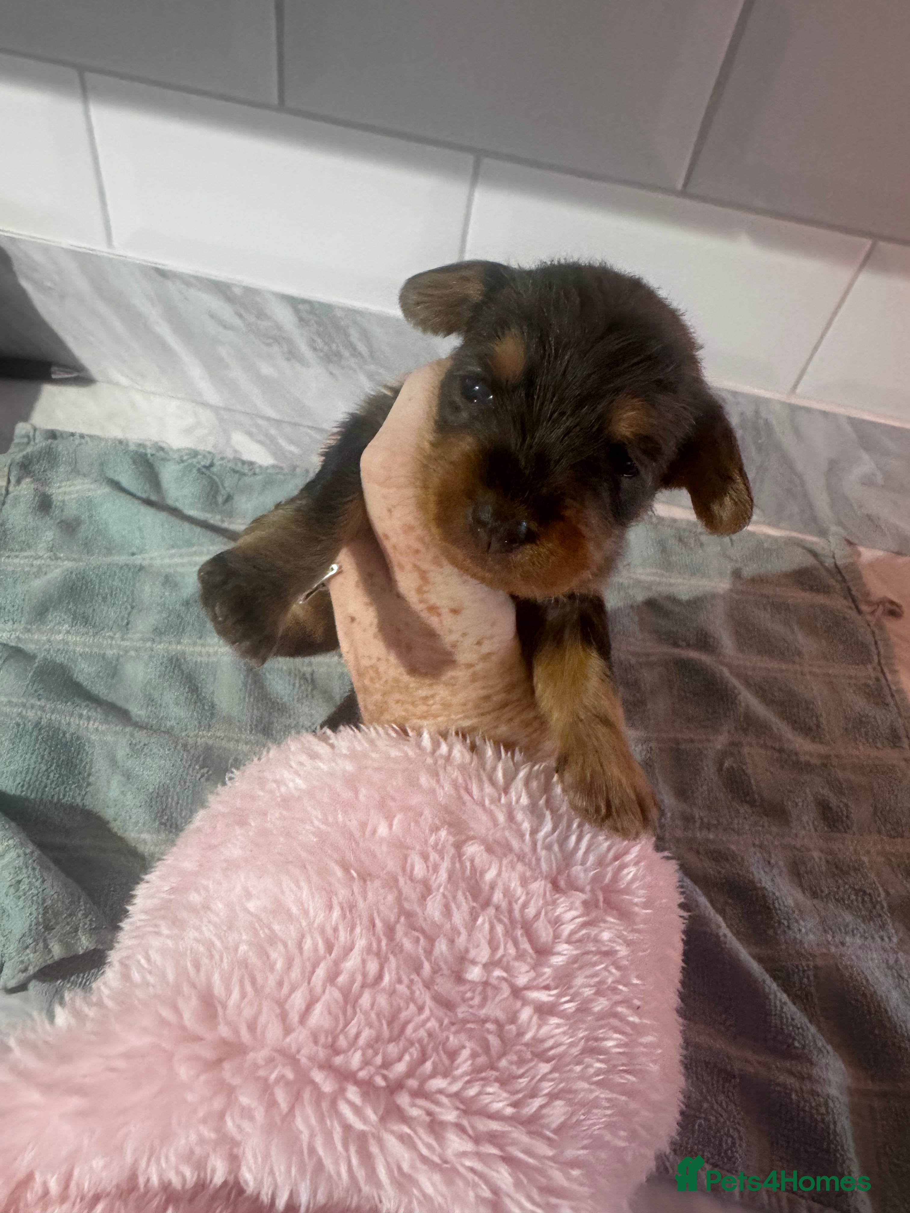 Doxiepoo dogs Beautiful doxipoo baby’s  - Advert 1