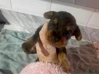 Doxiepoo dogs Beautiful doxipoo baby’s - Advert 1