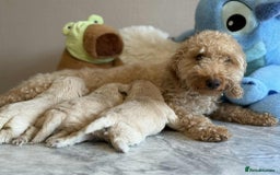 Maltipoo dogs for sale: Fluffballs of Joy 🐾💛 ready to melt your heart! - Image 24