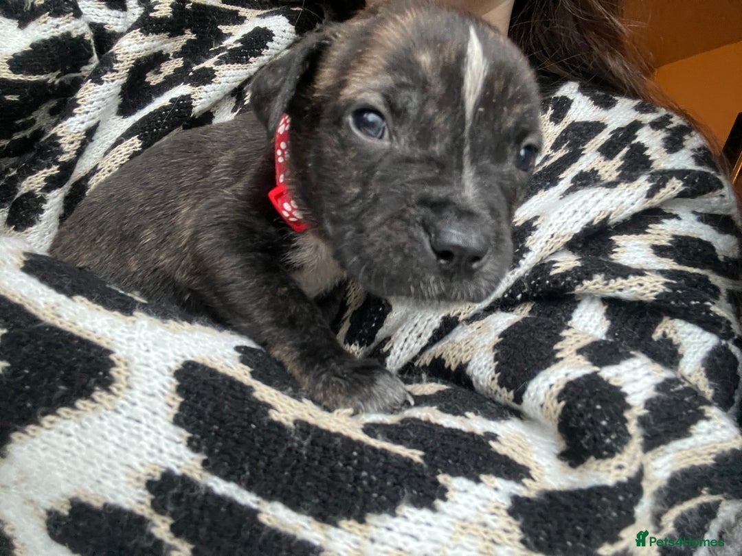 Mixed Breed dogs for sale: Presa Canario X American Bulldog puppies - Advert 9