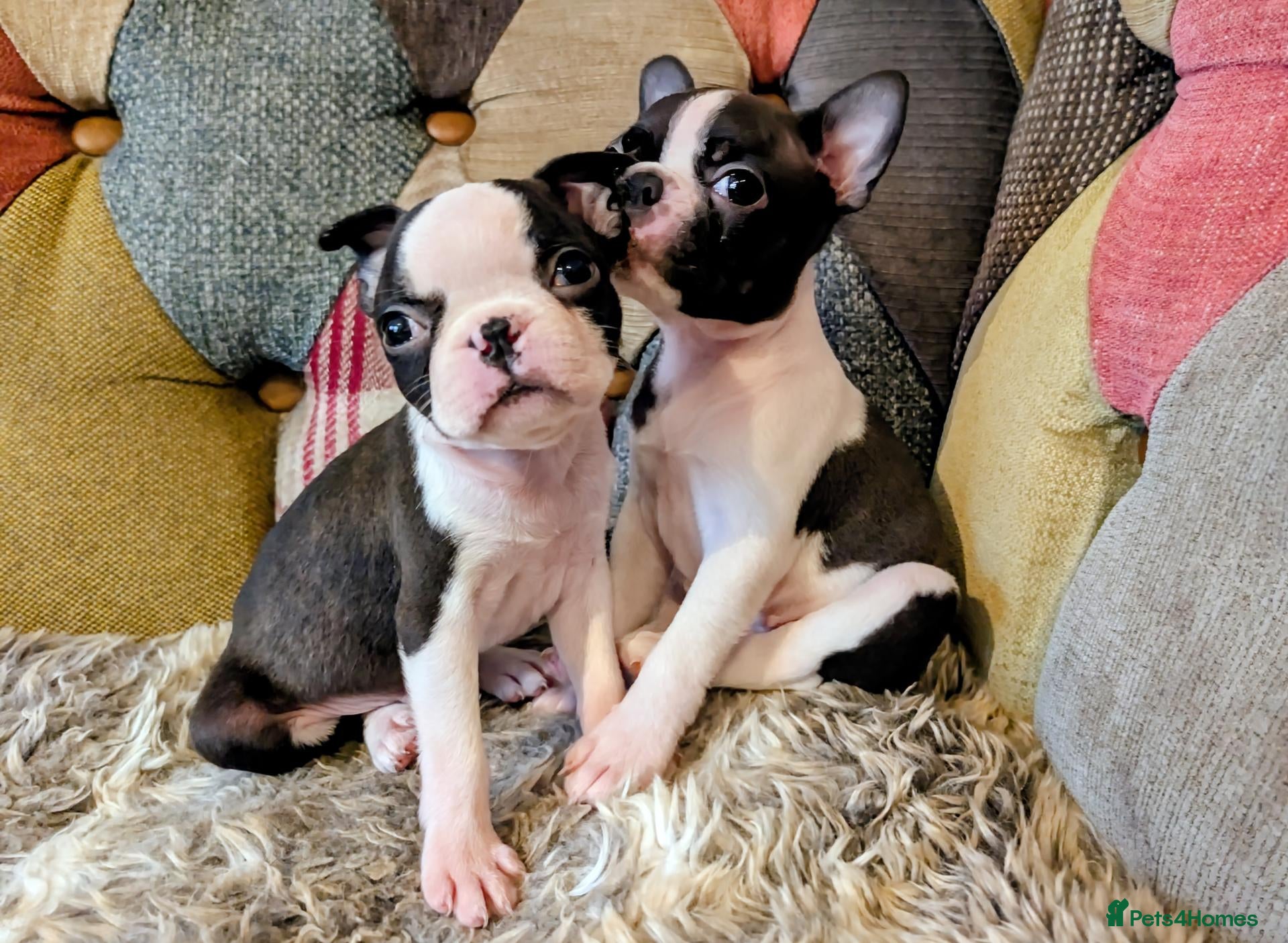 Boston Terrier dogs 2 GIRLS LEFT/Adorable KC reg Boston Terrier  - Advert 2