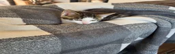 Mixed Breed cats for sale: 2 x male kittens - Advert 2