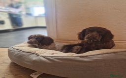 Cocker Spaniel dogs for sale: Working Cocker spaniel  - Image 4