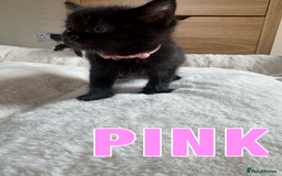 Ragdoll cats for sale: Ragdoll X kittens - Image 10