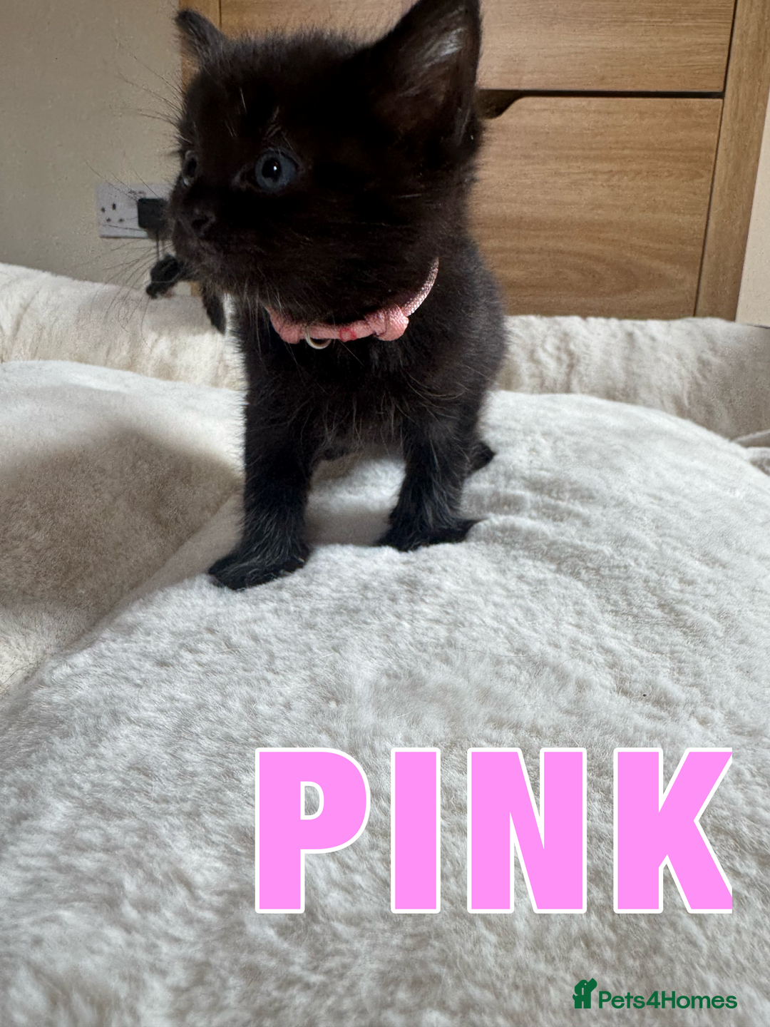 Ragdoll cats for sale: Ragdoll X kittens - Image 10