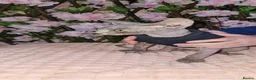 Sphynx cats for sale: Sphynx kittens - Advert 5