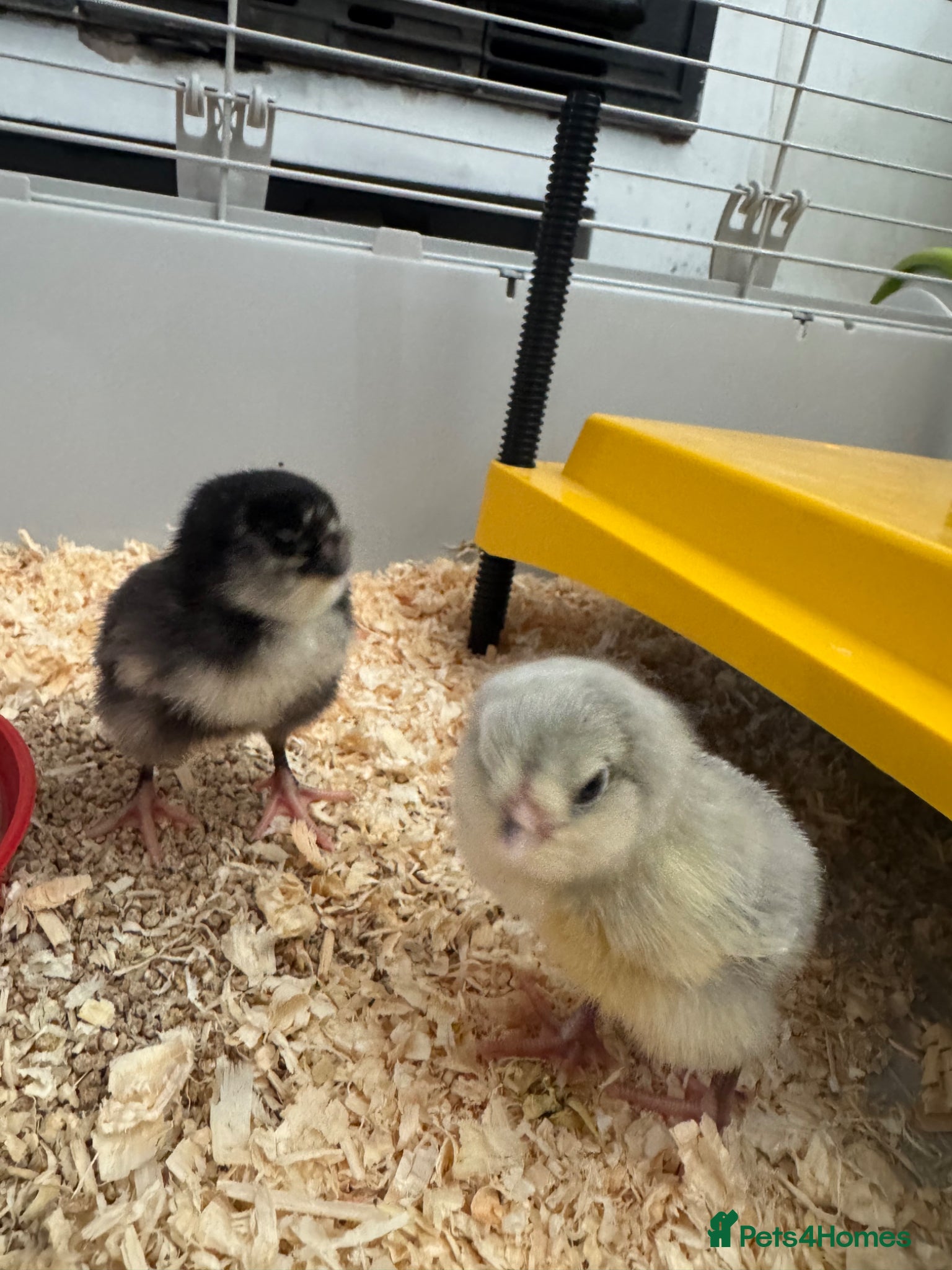 Chickens poultry Pure breed chicks ! - Advert 2