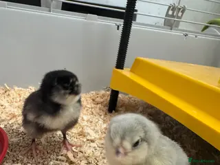 Chickens poultry Pure breed chicks ! - Advert 2