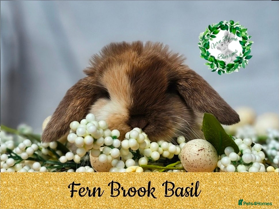 Mini Lop rabbits Vaccinated Miniature Lops  - Advert 6