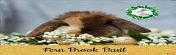 Mini Lop rabbits for sale: Vaccinated Miniature Lops  - Advert 1