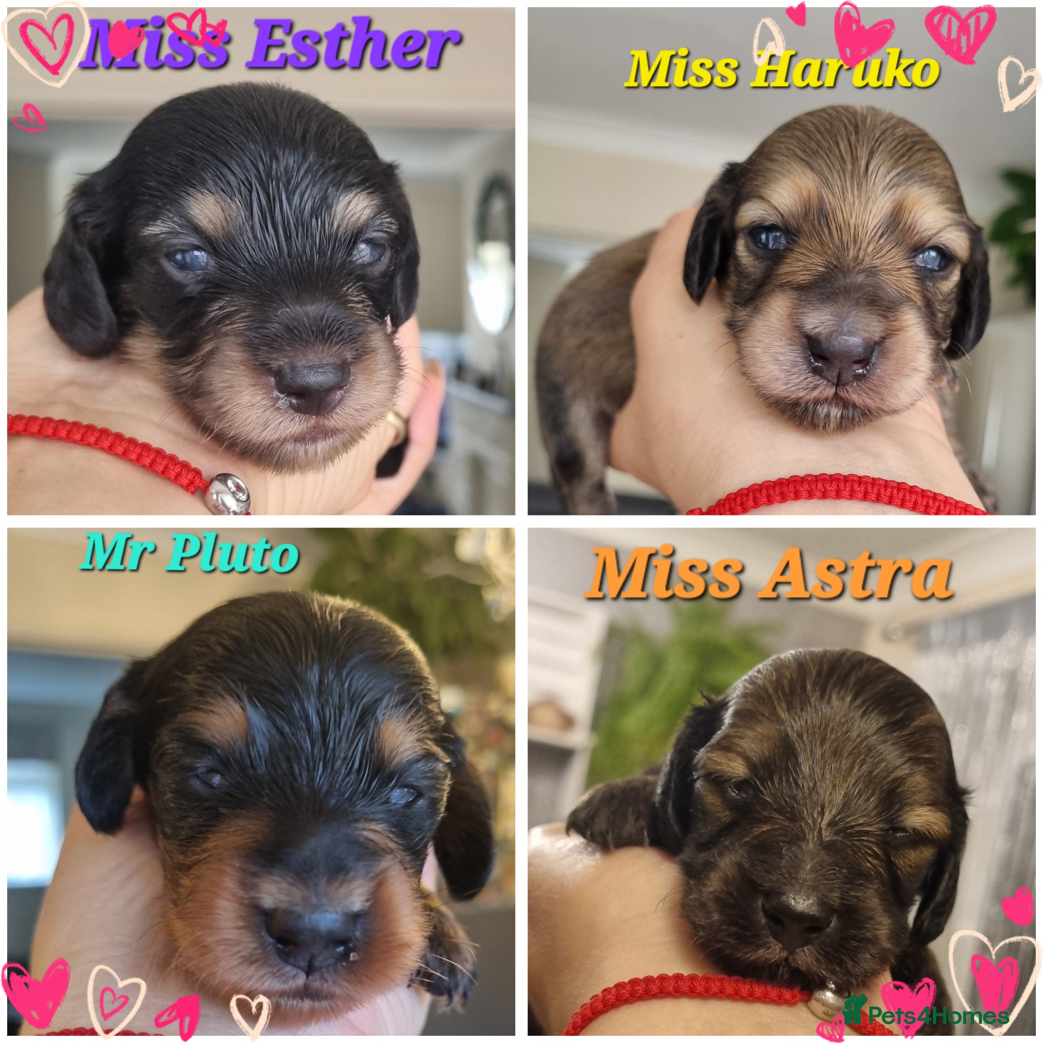 Miniature Dachshund dogs 🌟 Miniature LH Dachshund Puppies 🌟  - Advert 12
