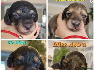 Miniature Dachshund dogs 🌟 Miniature LH Dachshund Puppies 🌟 - Advert 12