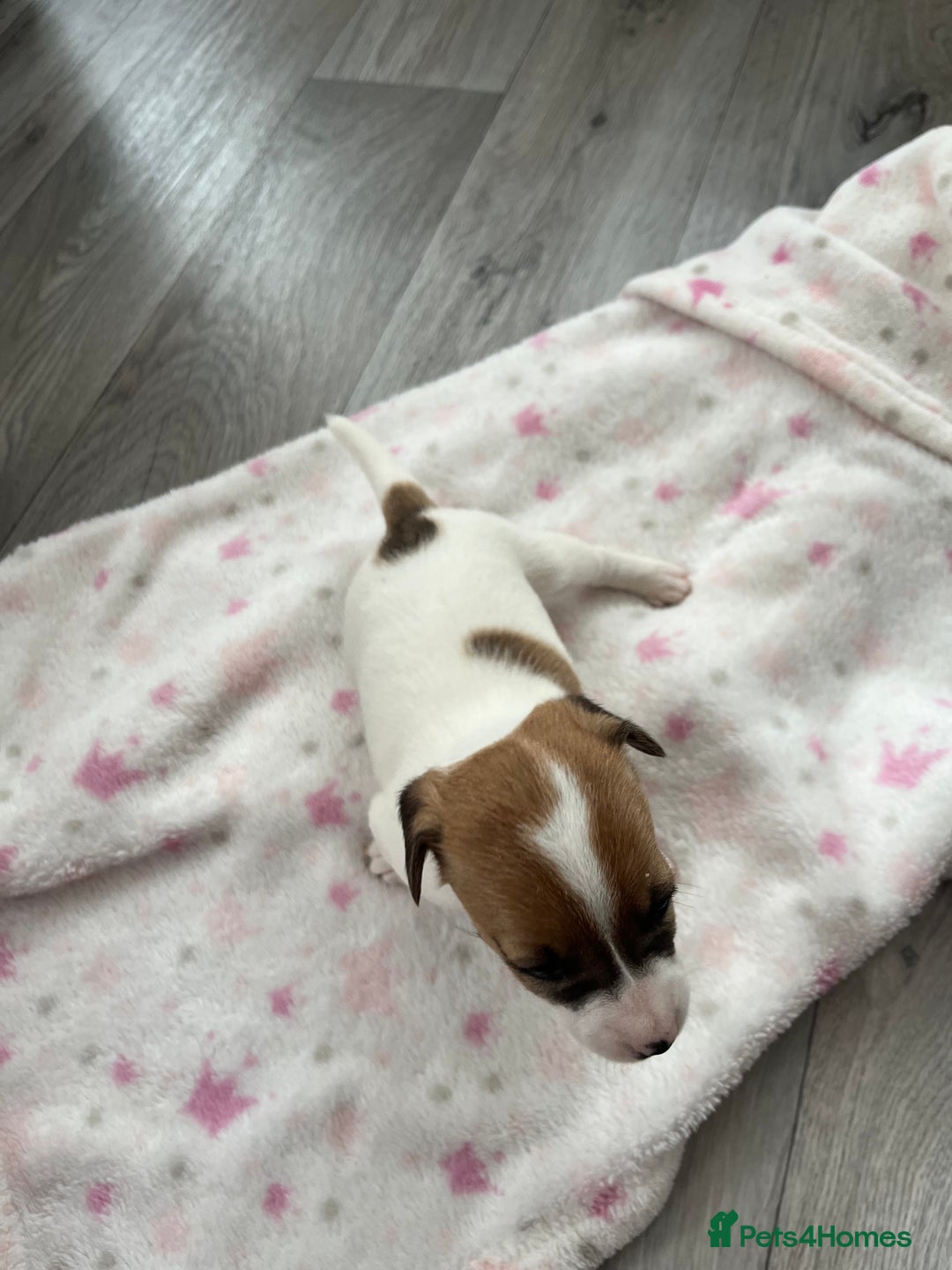 Parson Russell dogs for sale: 5 Gorgeous Parson Russells - Image 11