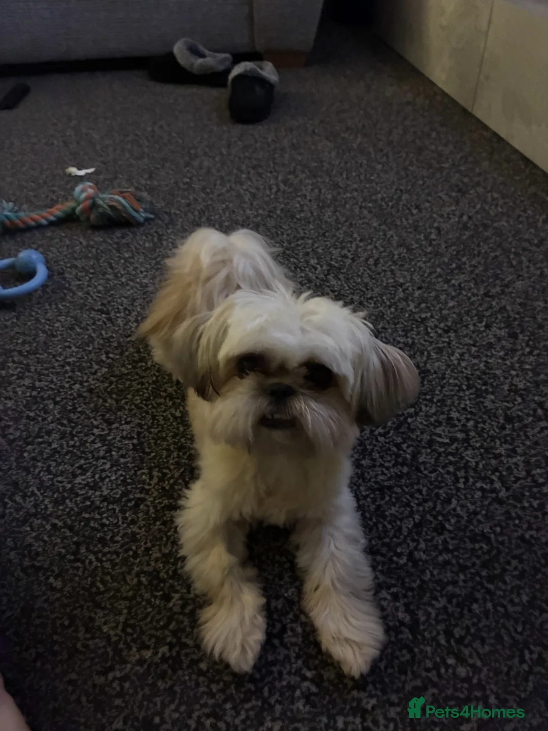 Shih Tzu dogs for sale: Shih Tzu  in Stalybridge - Advert 5