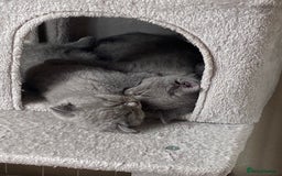 Scottish Fold cats for sale: Gorgeous Scottish Kittens - Image 2