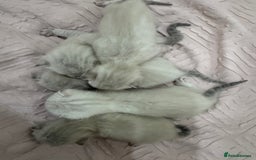 Bengal cats for sale: Adorable snow bengal kittens - Image 7