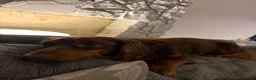 Miniature Dachshund dogs for stud: Rolo the long haired dachshund  - Advert 6