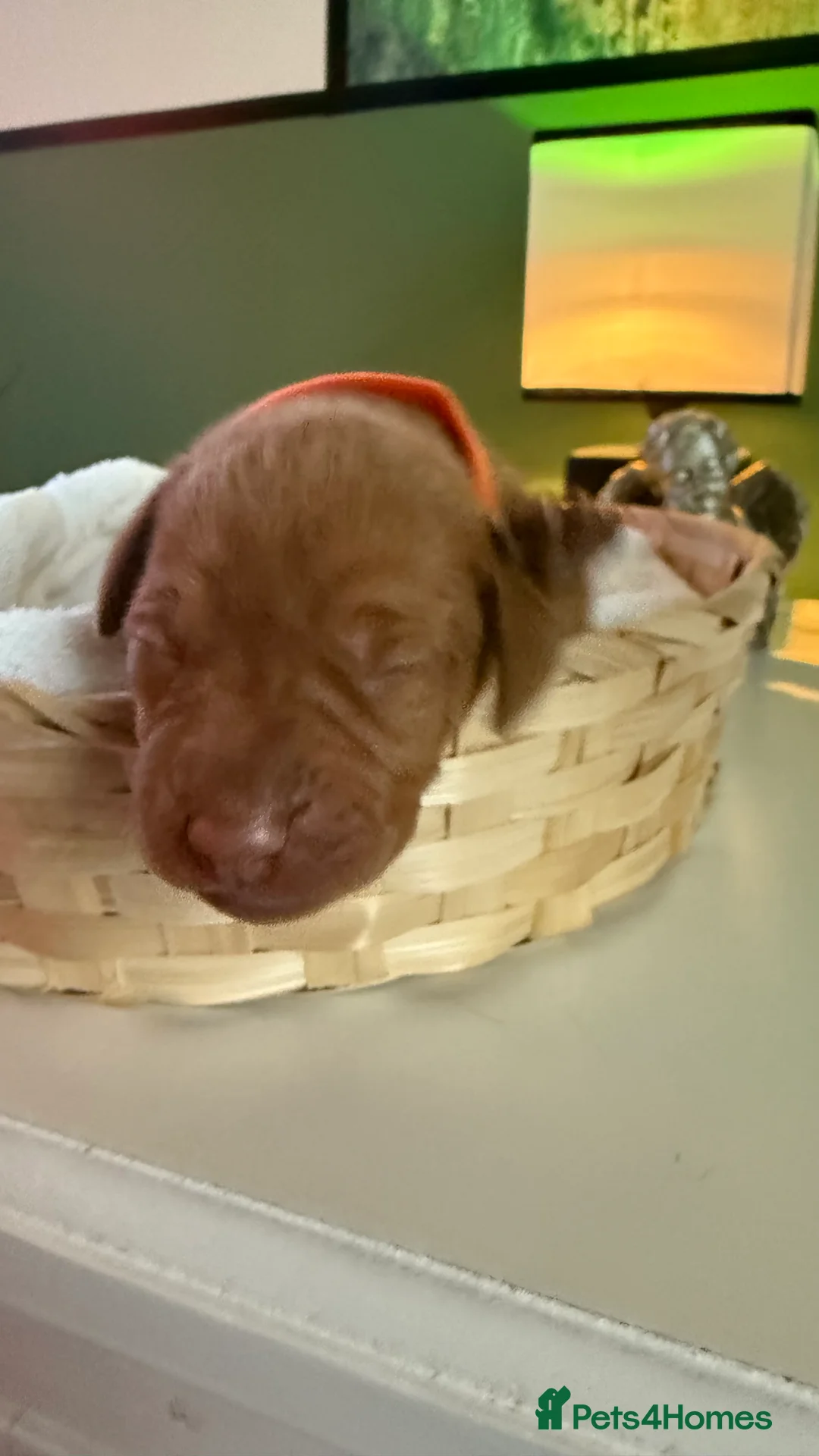 Hungarian Vizsla dogs for sale: Hungarian Vizslas from Licenced Breeder - Advert 2