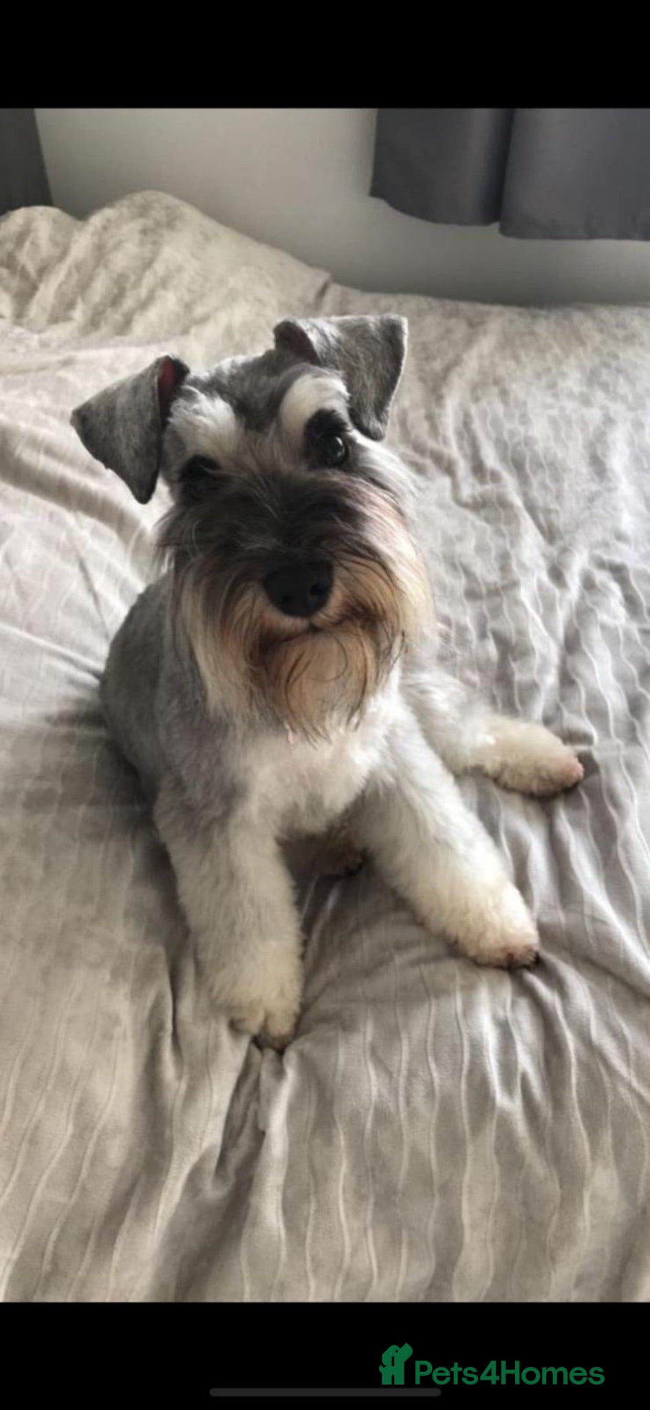 Miniature Schnauzer dogs KC pedigree miniature schnauzers - Advert 1