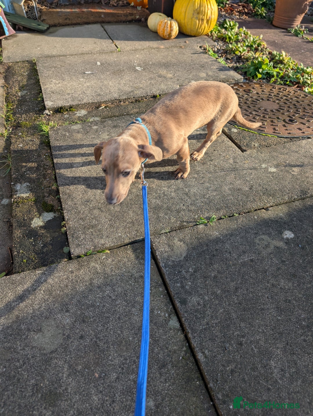 Dachshund dogs for sale: Standard Dachshund Puppies - Advert 2