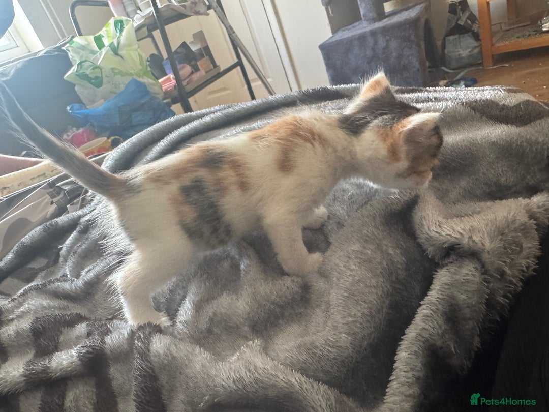 Domestic Shorthair cats for sale: 7 kittens ready to go 21 September  - Image 5