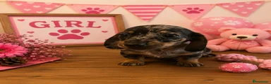 Puppy 4