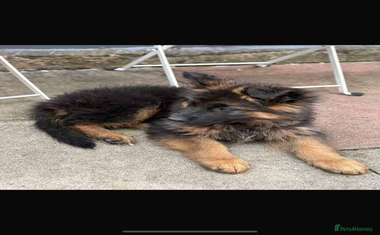 German Shepherd dogs - Advert 10