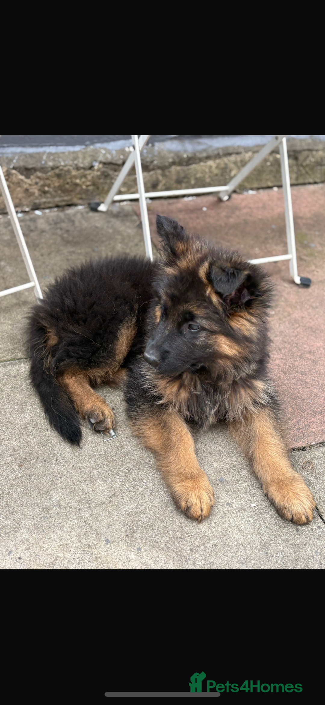 German Shepherd dogs for sale: Last gorgeous boy ready now  - Image 1