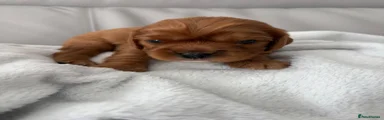 Cavalier King Charles Spaniel 3