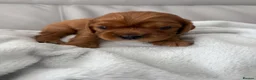 Cavalier King Charles Spaniel dogs for sale: Cavalier King Charles Spaniel puppies  - Advert 23