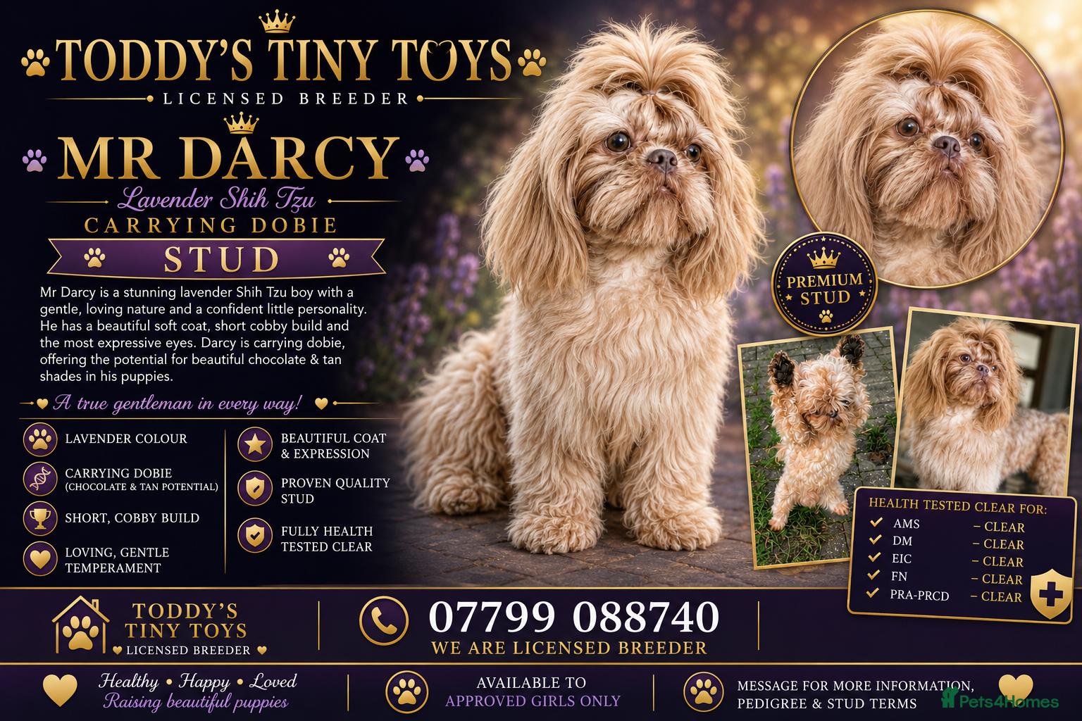 Shih Tzu dogs Lavender shih tzu stud - Advert 4