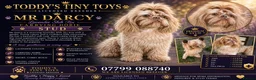 Shih Tzu dogs for stud: Lavender shih tzu stud - Advert 1