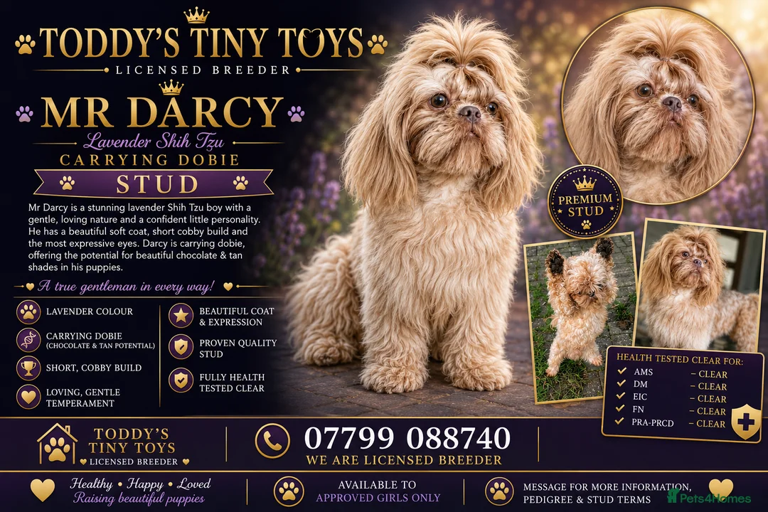 Shih Tzu dogs for stud: Lavender shih tzu stud - Advert 1